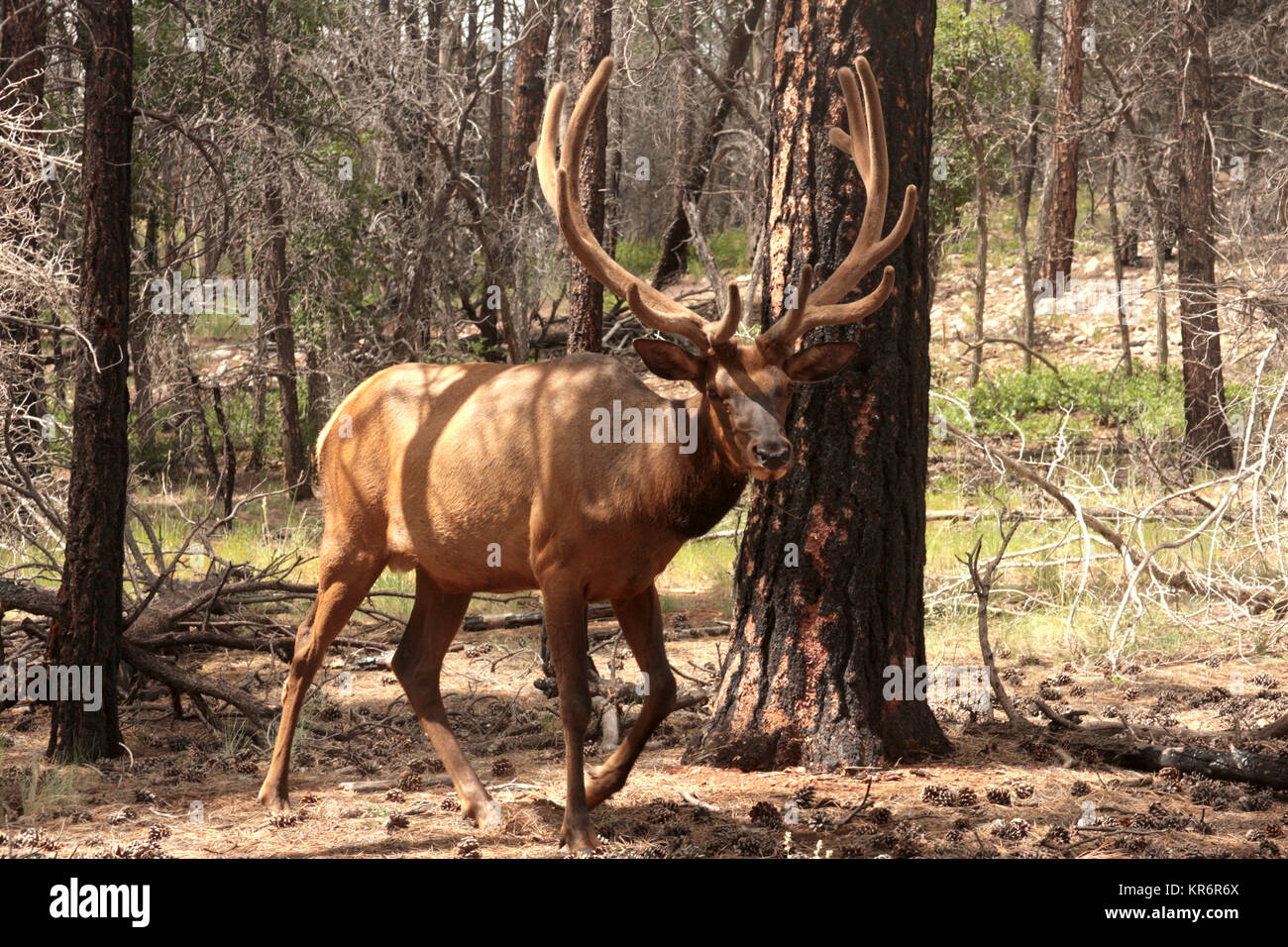 Elk in pine forest in Grand Canyon National Park, AZ, USA Stock Photo