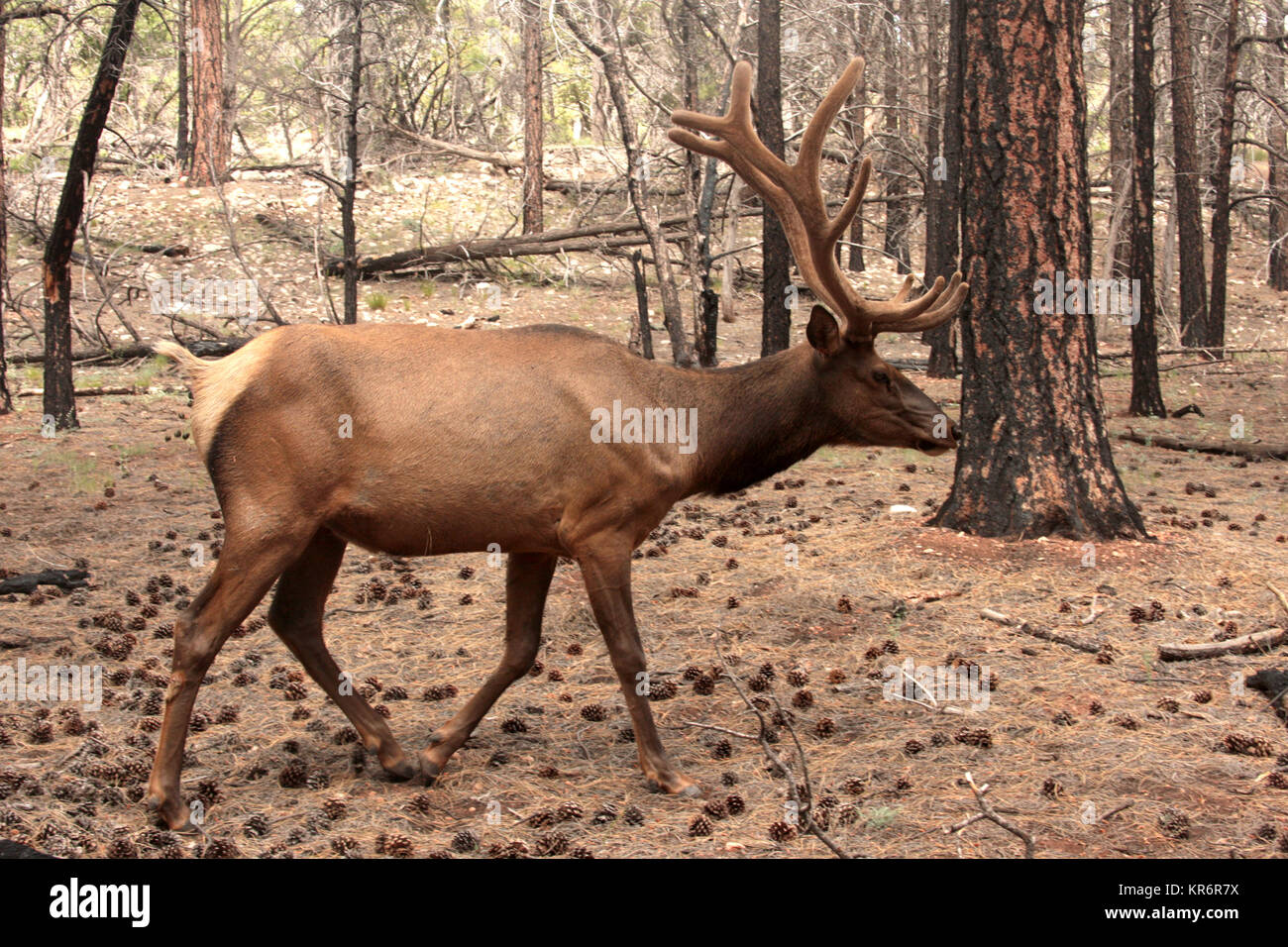 Elk in pine forest in Grand Canyon National Park, AZ, USA Stock Photo