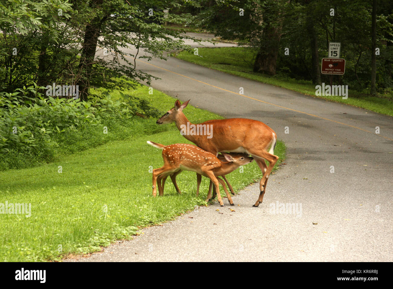 Two baby deer feeding on milk from their mother in Virginia's