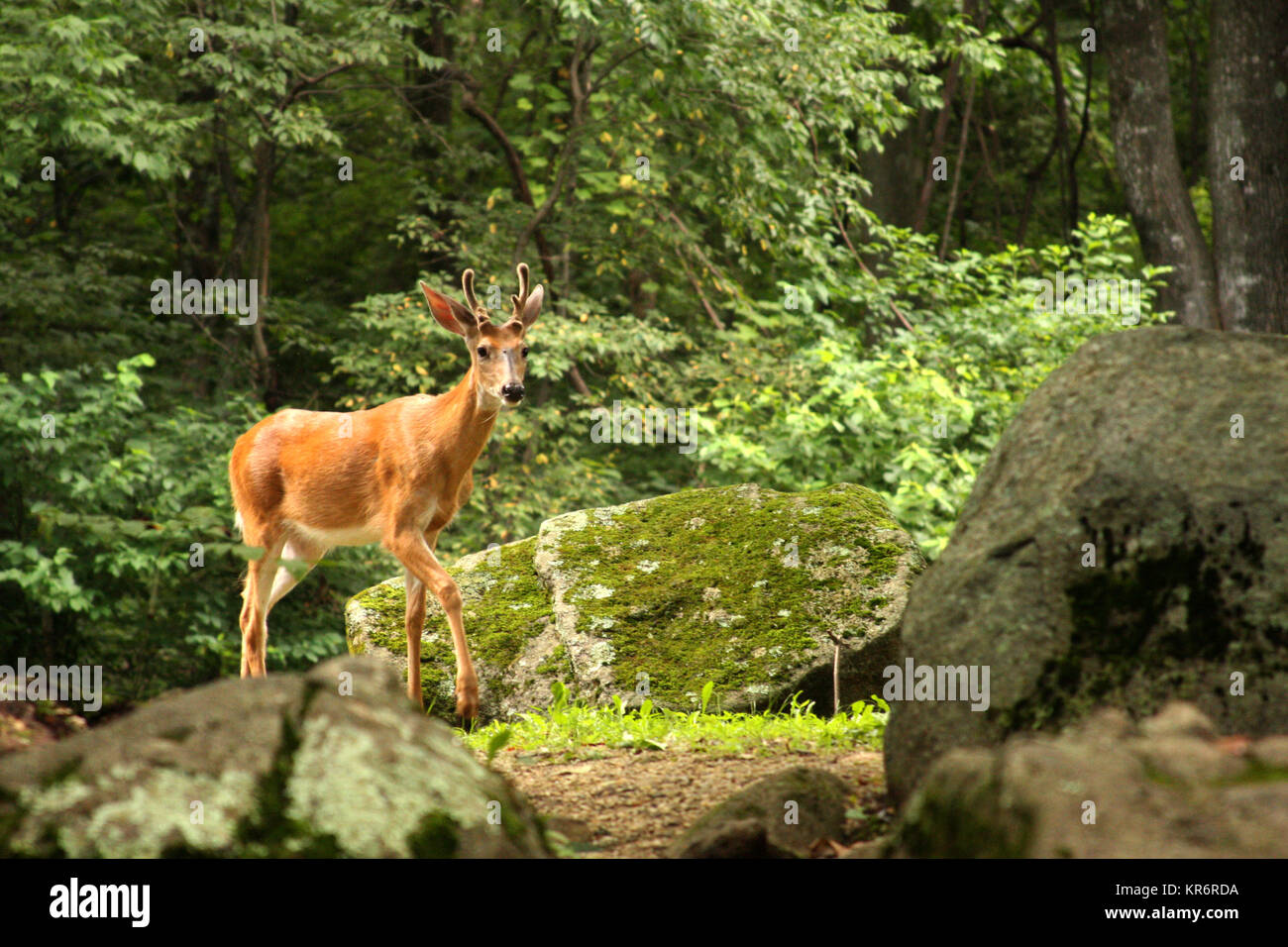 Male deer in Virginia, USA Stock Photo