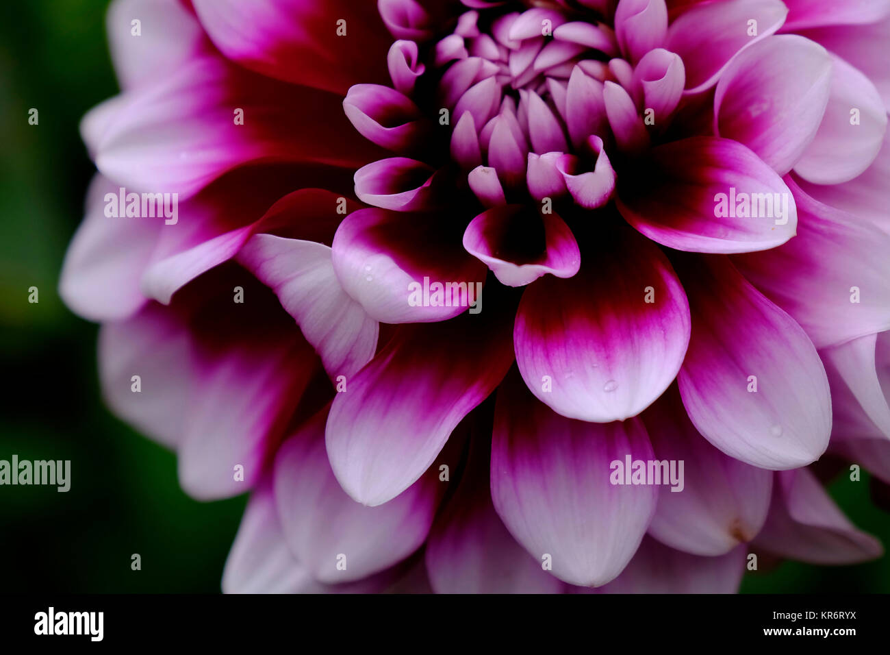 Decorative Dahlia “Tomo Stock Photo - Alamy