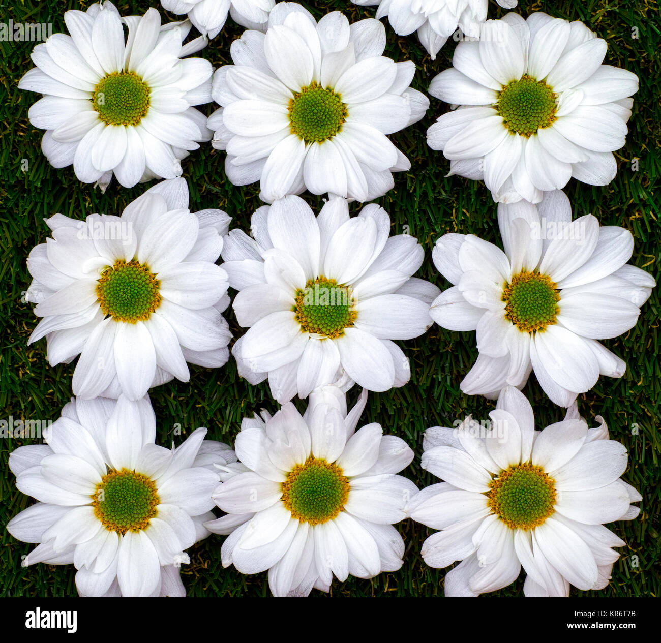 Chrysanthemums grass hi-res stock photography and images - Alamy