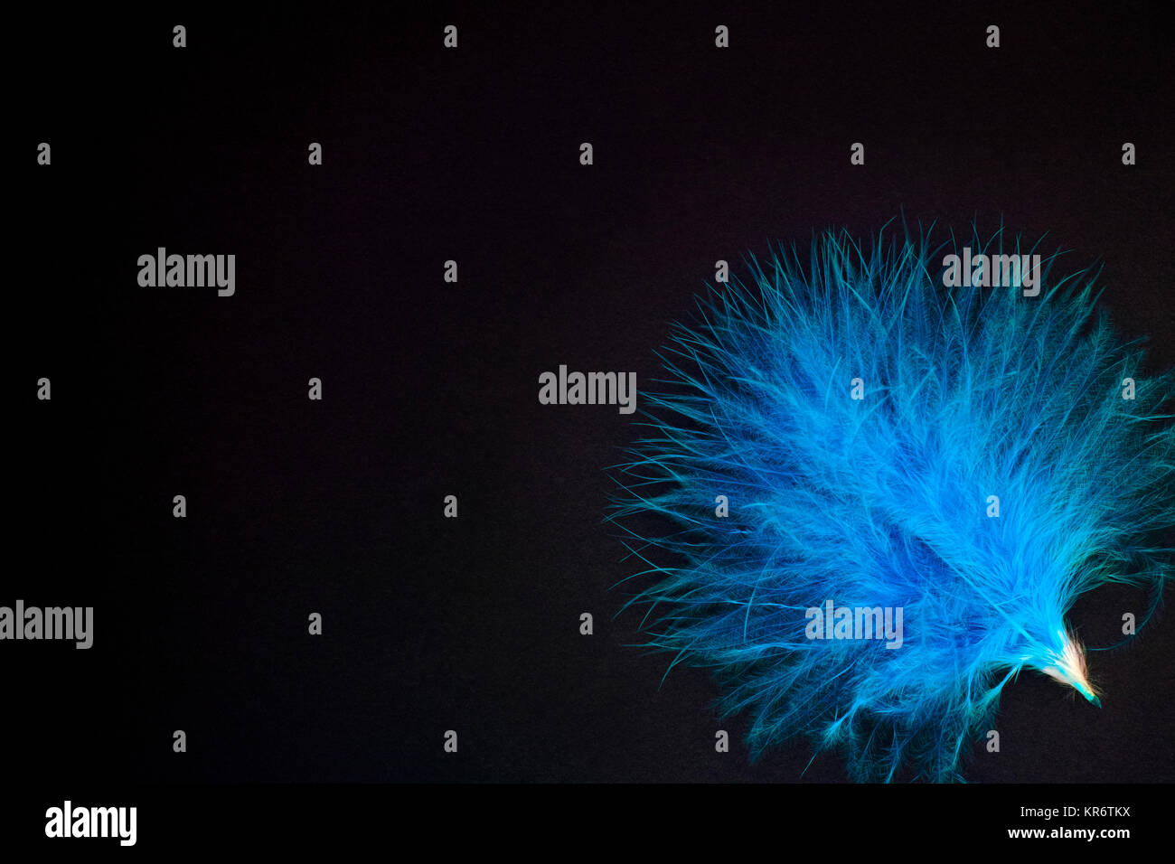 Blue feather on black background. Stock Photo