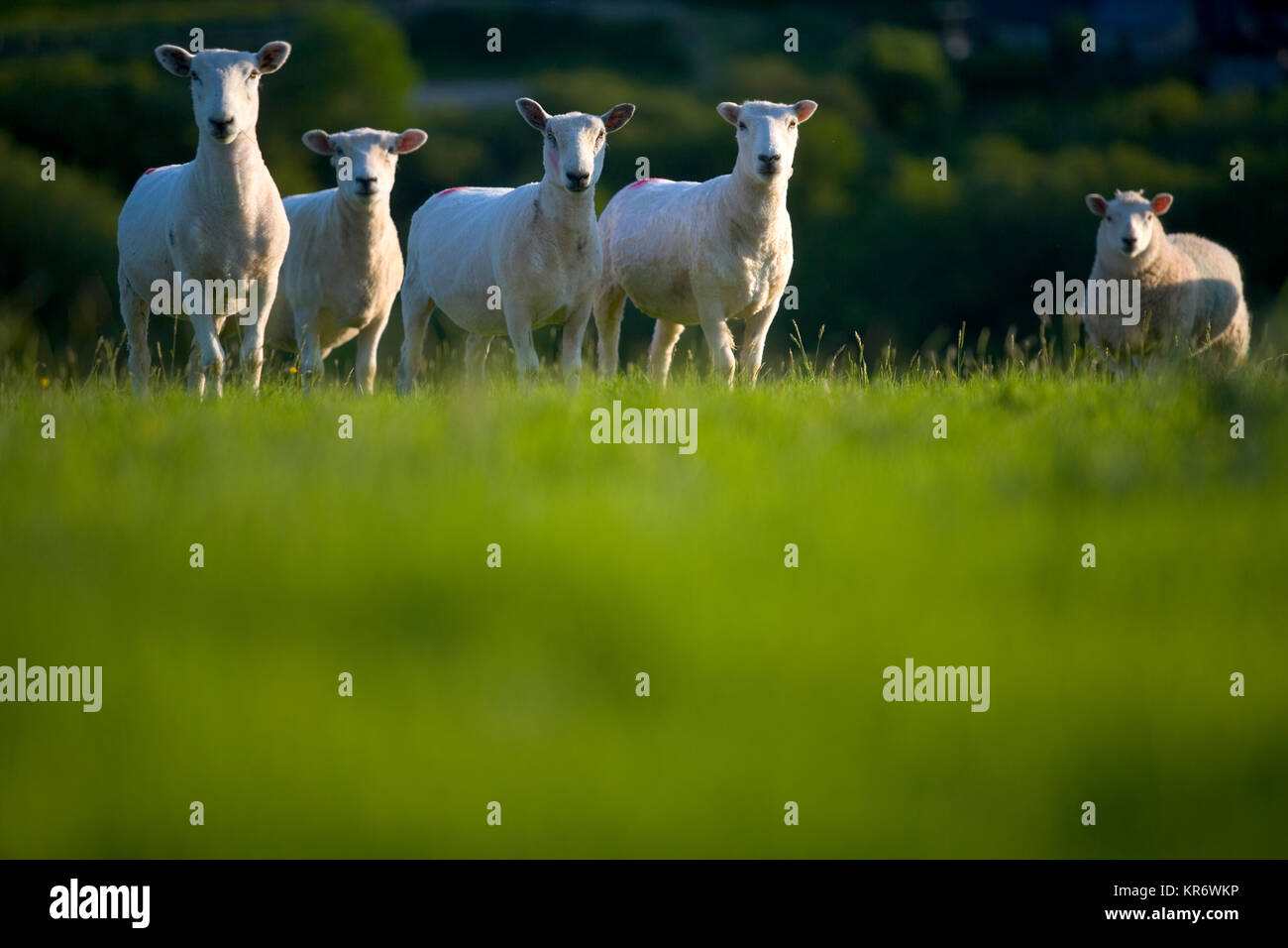 Surface view of green pasture with small herd of sheep Stock Photo - Alamy