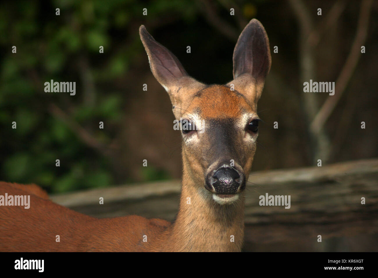 Close up of deer's face Stock Photo