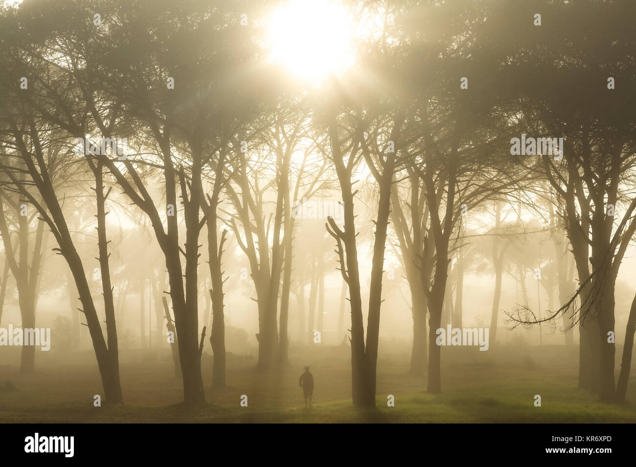 Sunlight filtering through foliage of trees in small copse at sunrise ...