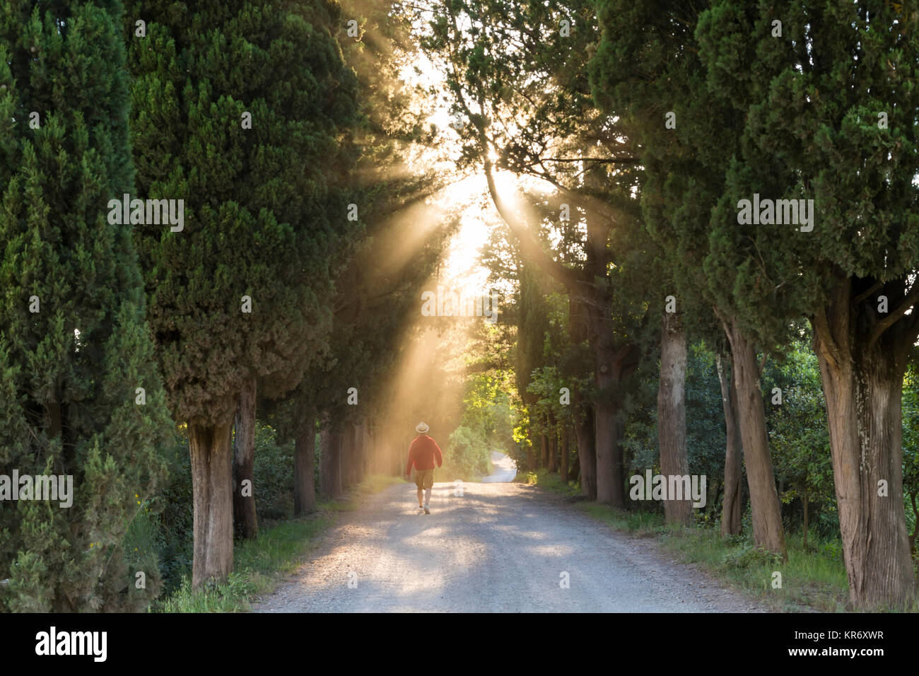Rear view of man walking along path lined with Cypress trees, sunlight filtering through foliage. Stock Photo