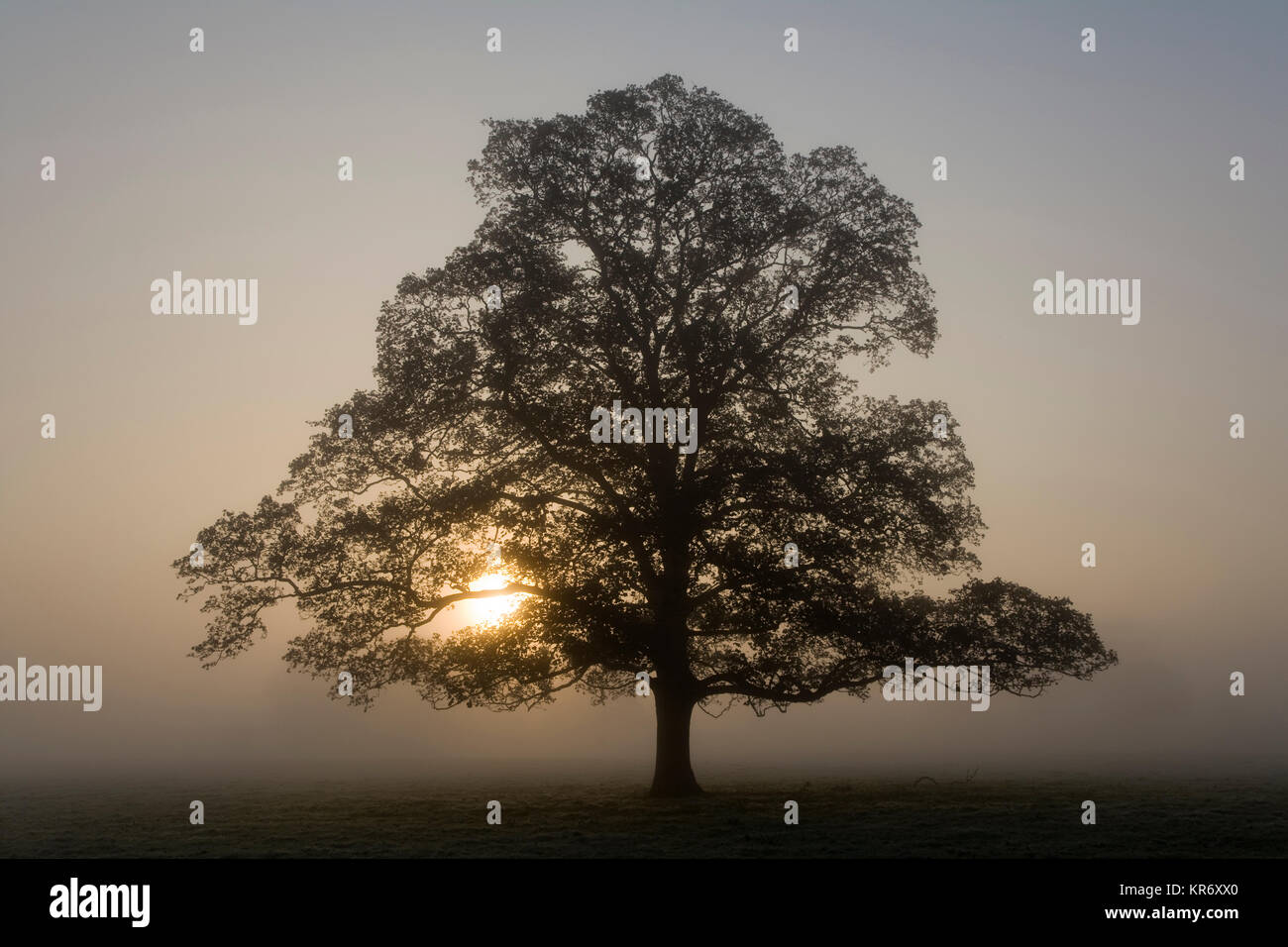 Misty landscape with tree at sunrise Stock Photo - Alamy