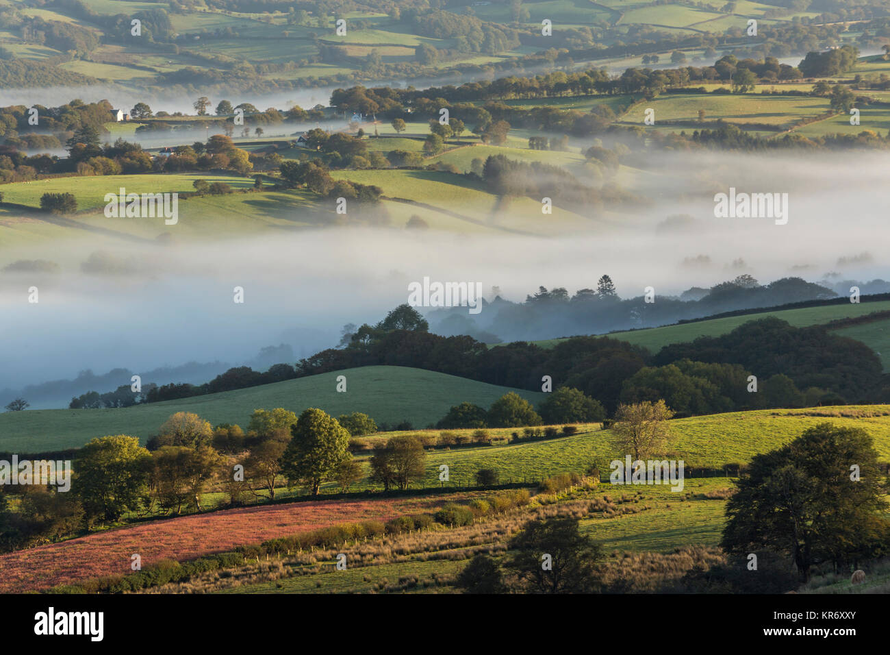 Rolling landscape covered in mist, with fields, hedges and trees Stock ...