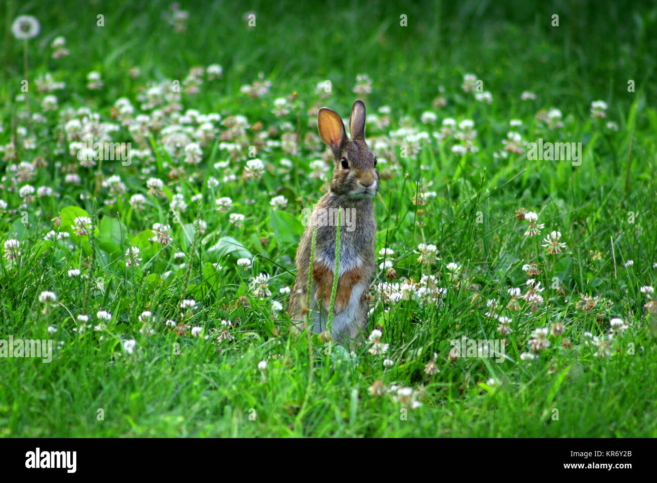 Rabbit clover hires stock photography and images Alamy