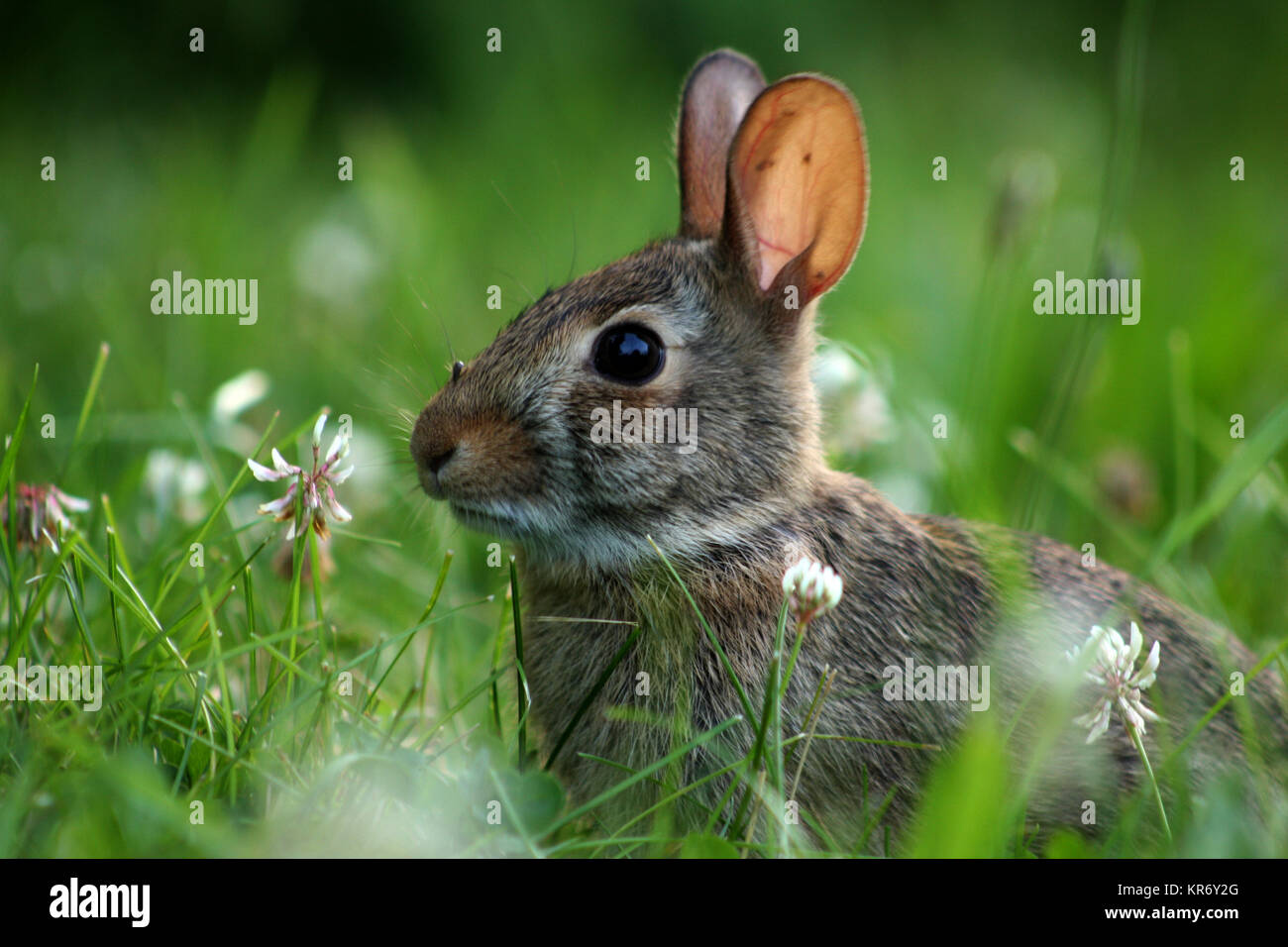 Pennsylvania, USA. Closeup of wild rabbit with tick on nose Stock