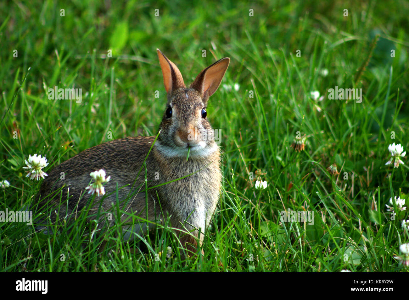 Pa Rabbits Pennsylvania Fauna High Resolution Stock Photography and Images - Alamy