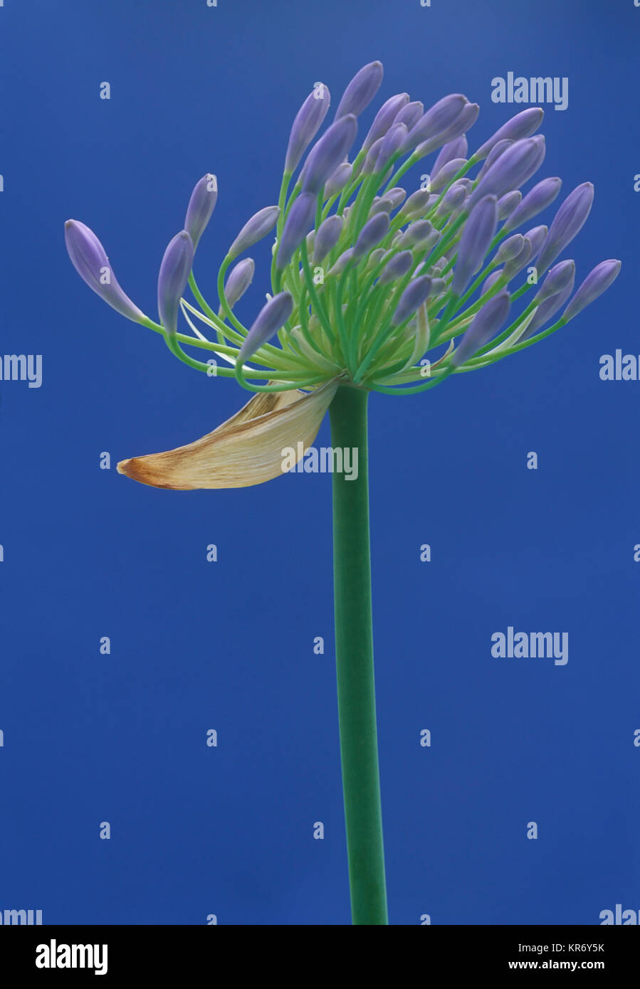 Studio shot of purple flower against blue background Stock Photo - Alamy