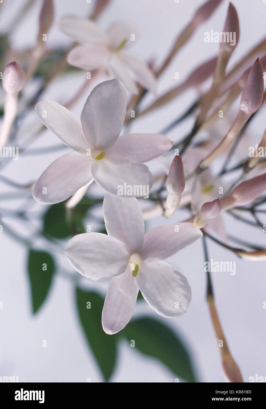 Jasmine, Jasminum officinale, Close up studio shot of white coloured flower. Stock Photo