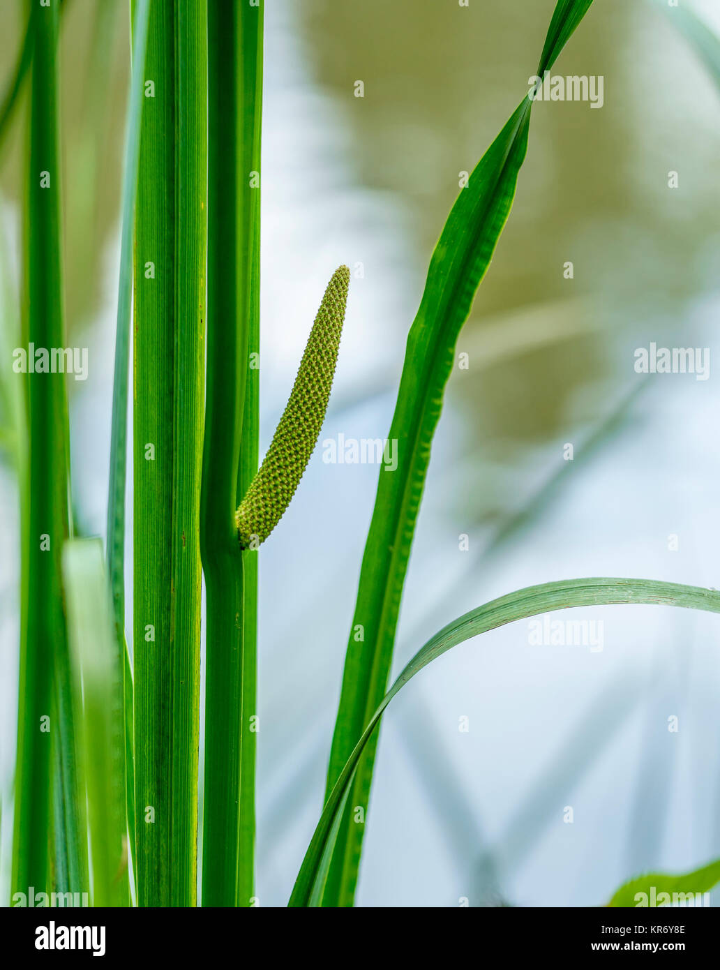 outdoor scenery showing some green riverine vegetation detail at a lake Stock Photo