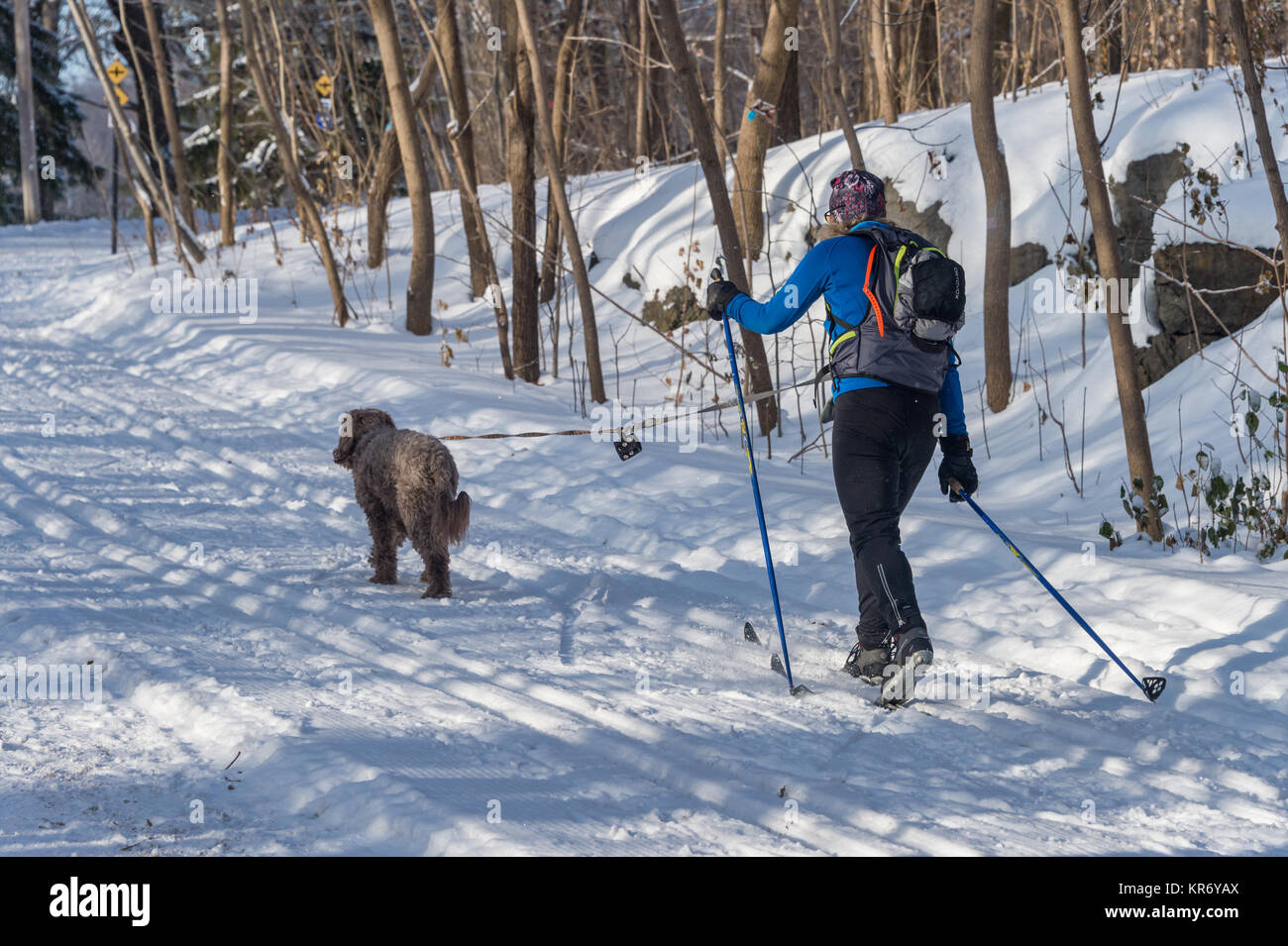 Montreal, CA - 17 December 2017: Cross country skier and her dog in the Mont Royal Park in winter. Stock Photo