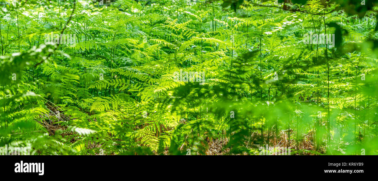 Dense green vegetation hi-res stock photography and images - Alamy
