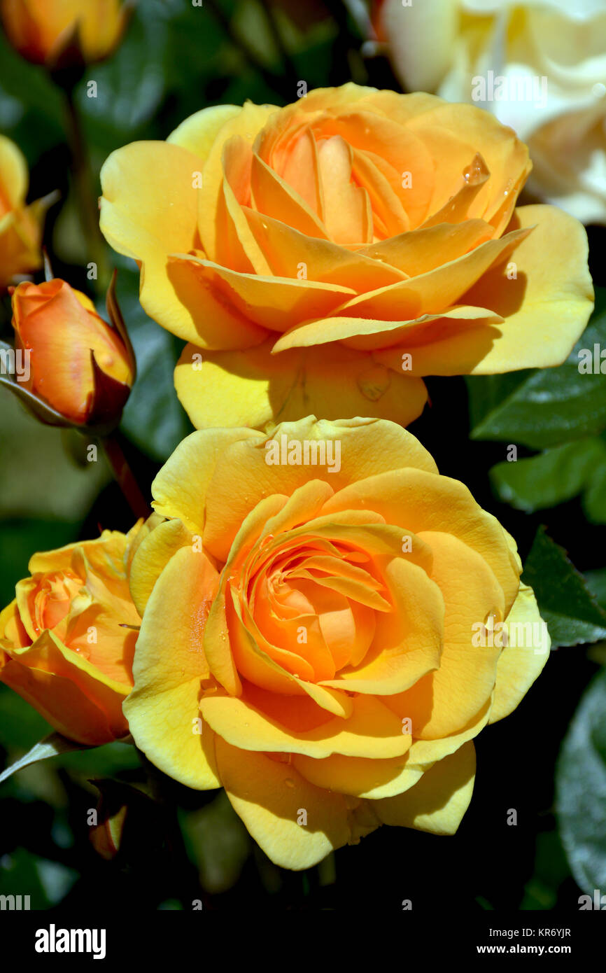 Beautiful orange roses Stock Photo - Alamy