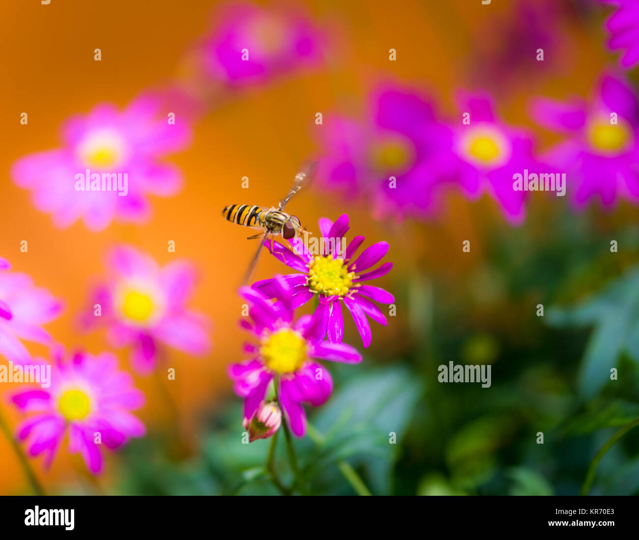 Hoverfly flying to a magenta daisy flower Stock Photo