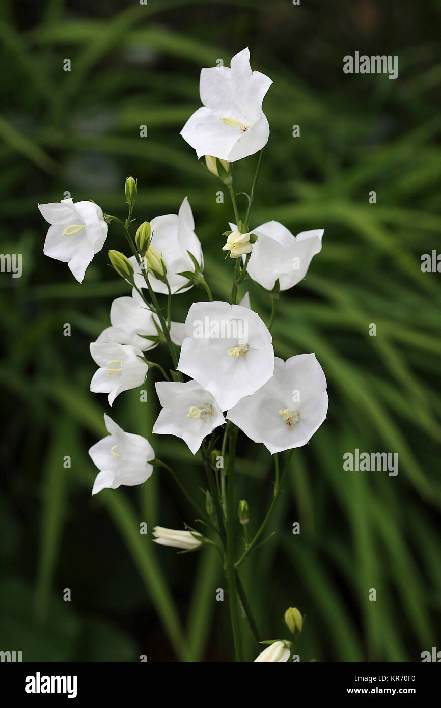 Canterbury Bell, Campanula medium, A stem of open flowers and buds