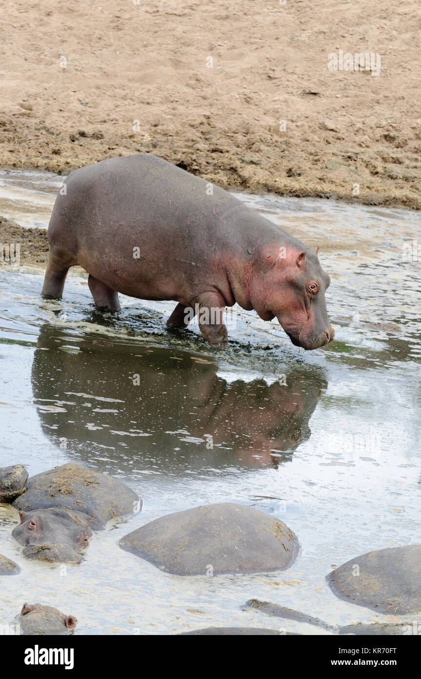 Closeup of Hippopotamus (scientific name: Hippopotamus amphibius, or Closeup of Hippopotamus (scientific name: Hippopotamus amphibius, or