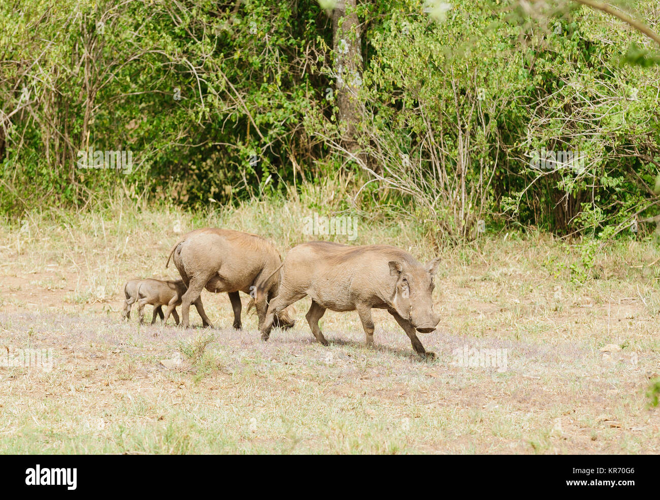 Warthog family (scientific name: Phacochoerus aethiopicus, or 'Ngiri' in Swaheli) image taken on Safari located in the Serengeti National park, Tanzan Stock Photo