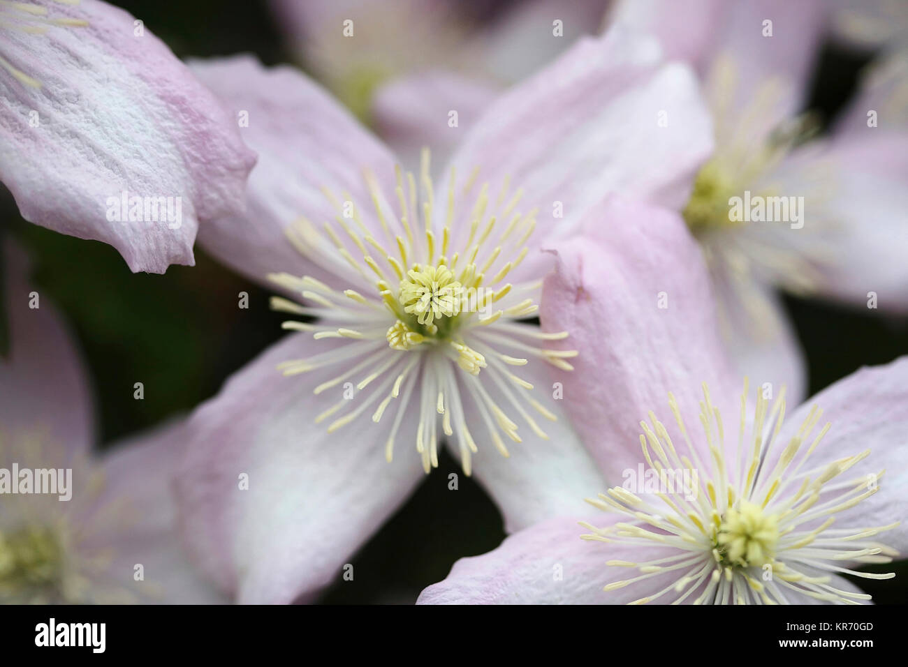 Clematis, Clematis Montana Wilsonii, A open white flower with pink tinging showing filaments and stamen. Stock Photo