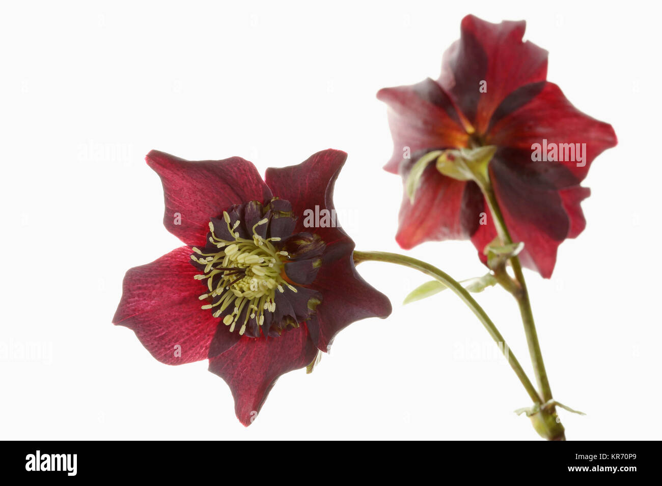 Hellebore, Open black hellebore flower head on a stem, with a second