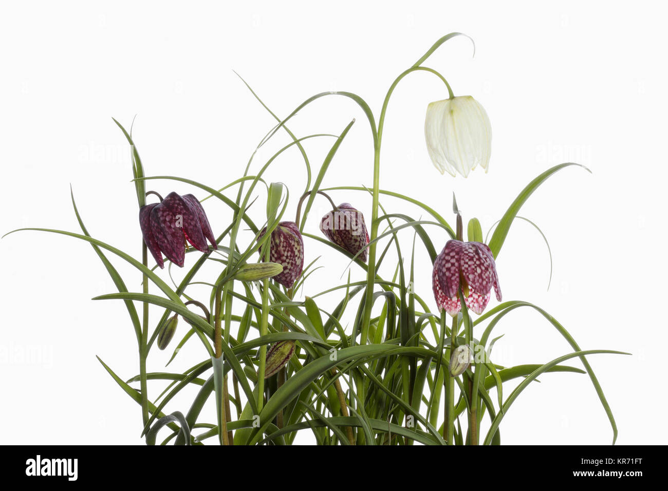 Snakes Head Fritillary, Fritillaria meleagris,  Purple and white flowers on stems growing in foliage, shown against a pure white background. Stock Photo
