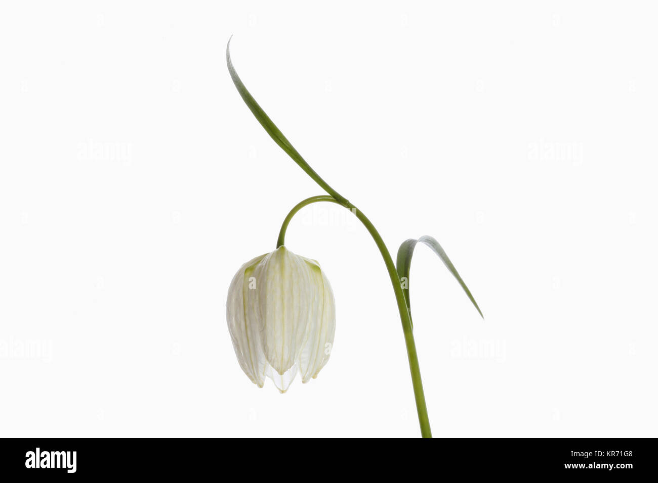 Snakes Head Fritillary, Fritillaria meleagris,  Single white flower on stem, shown against a pure white background. Stock Photo