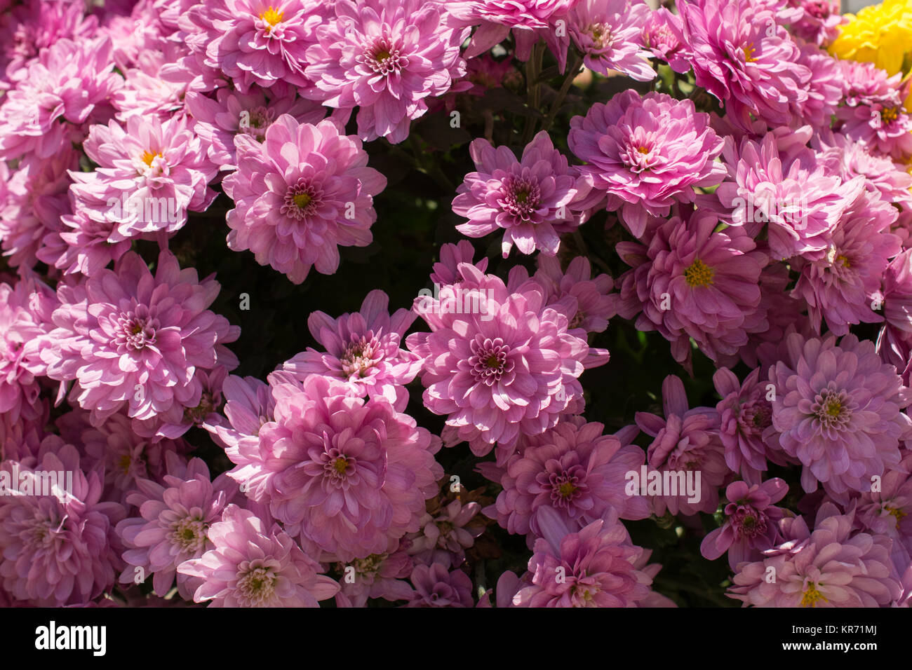Beautiful fresh flowers as a nature background Stock Photo - Alamy