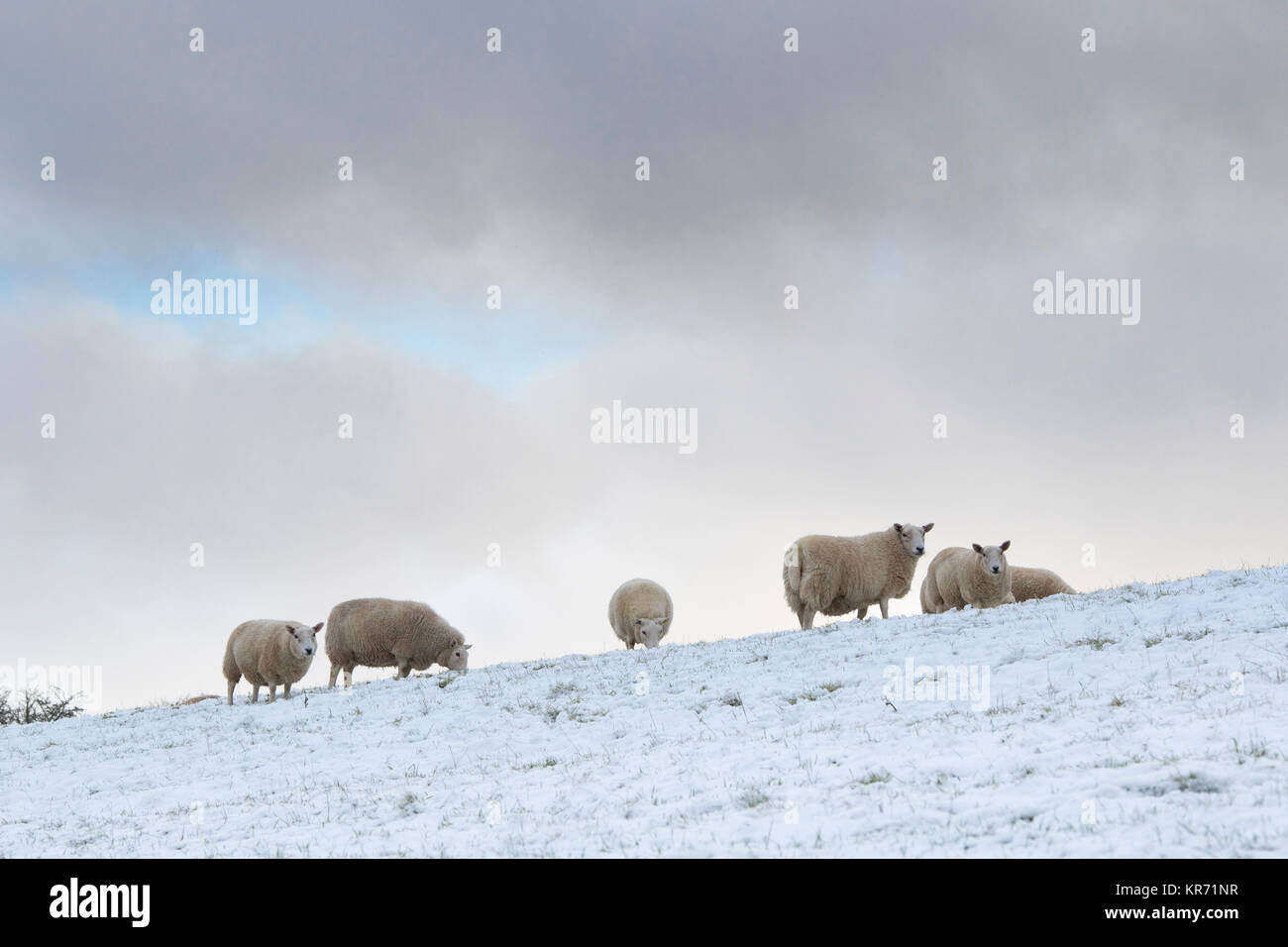 Sheep in the snow in the cotswold countryside. Cotswolds, Gloucestershire, England Stock Photo