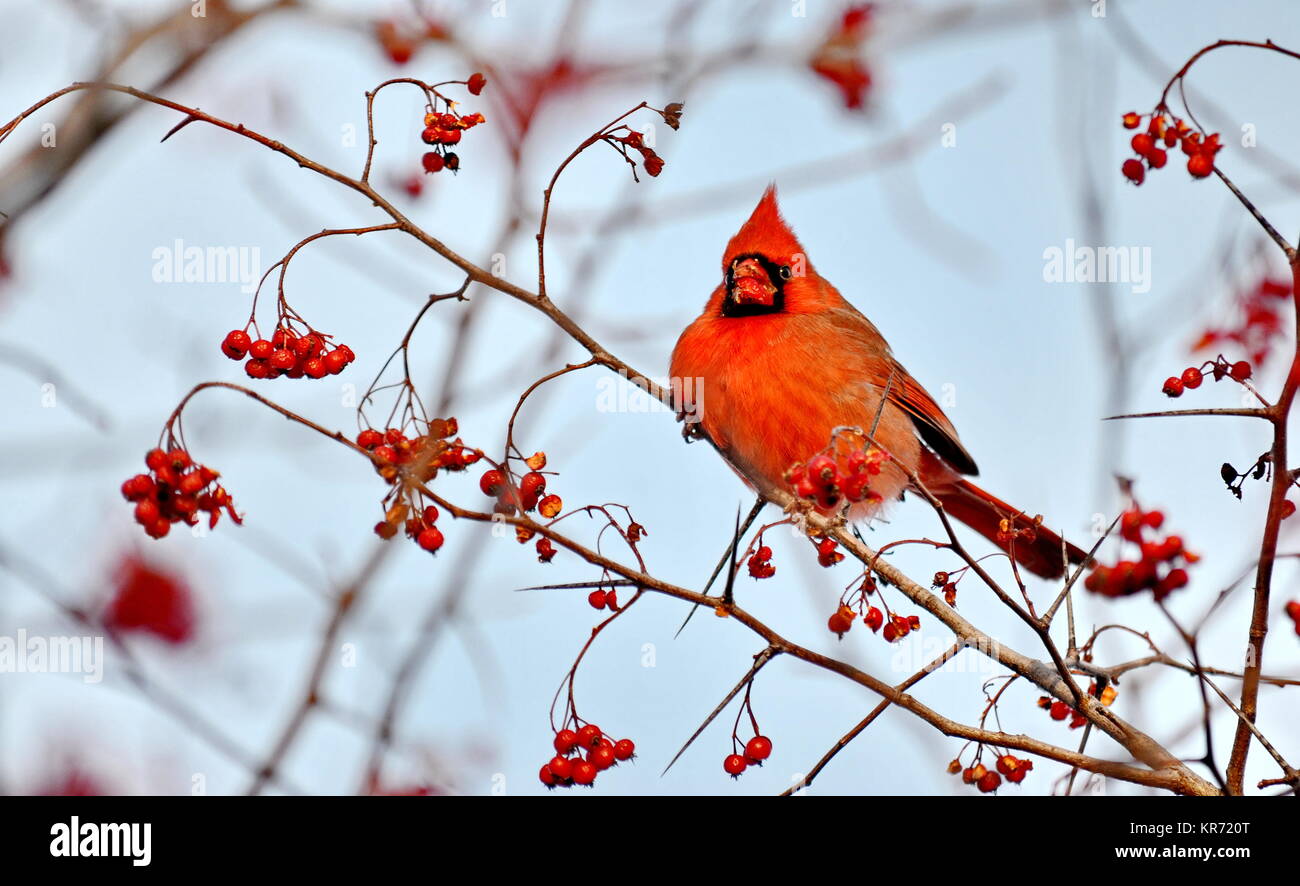 Male Northern Cardinal (Cardinalis cardinalis) eating red berries Stock
