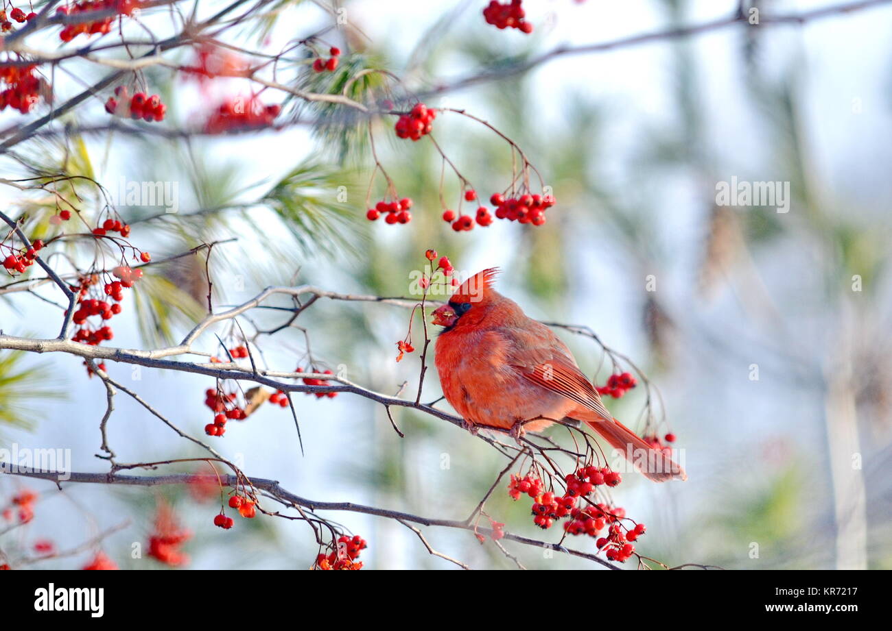 Male Northern Cardinal (Cardinalis cardinalis) eating red berries Stock