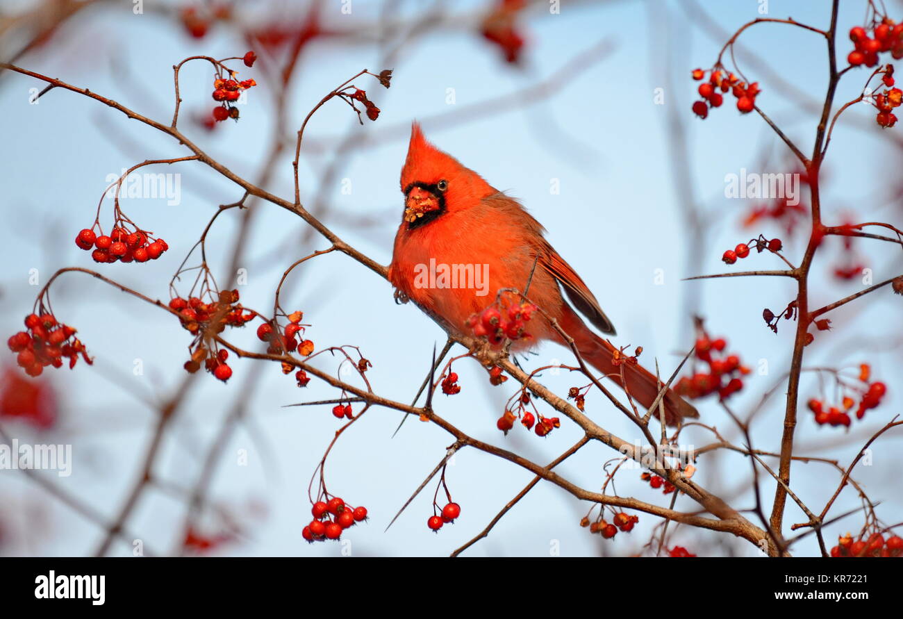 Cardinal With Red Berries High Resolution Stock Photography and Images