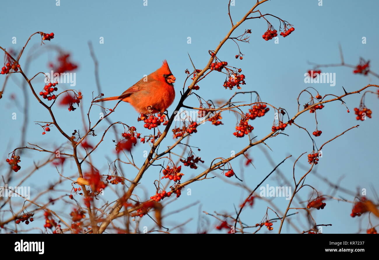 Male Northern Cardinal (Cardinalis cardinalis) eating red berries Stock