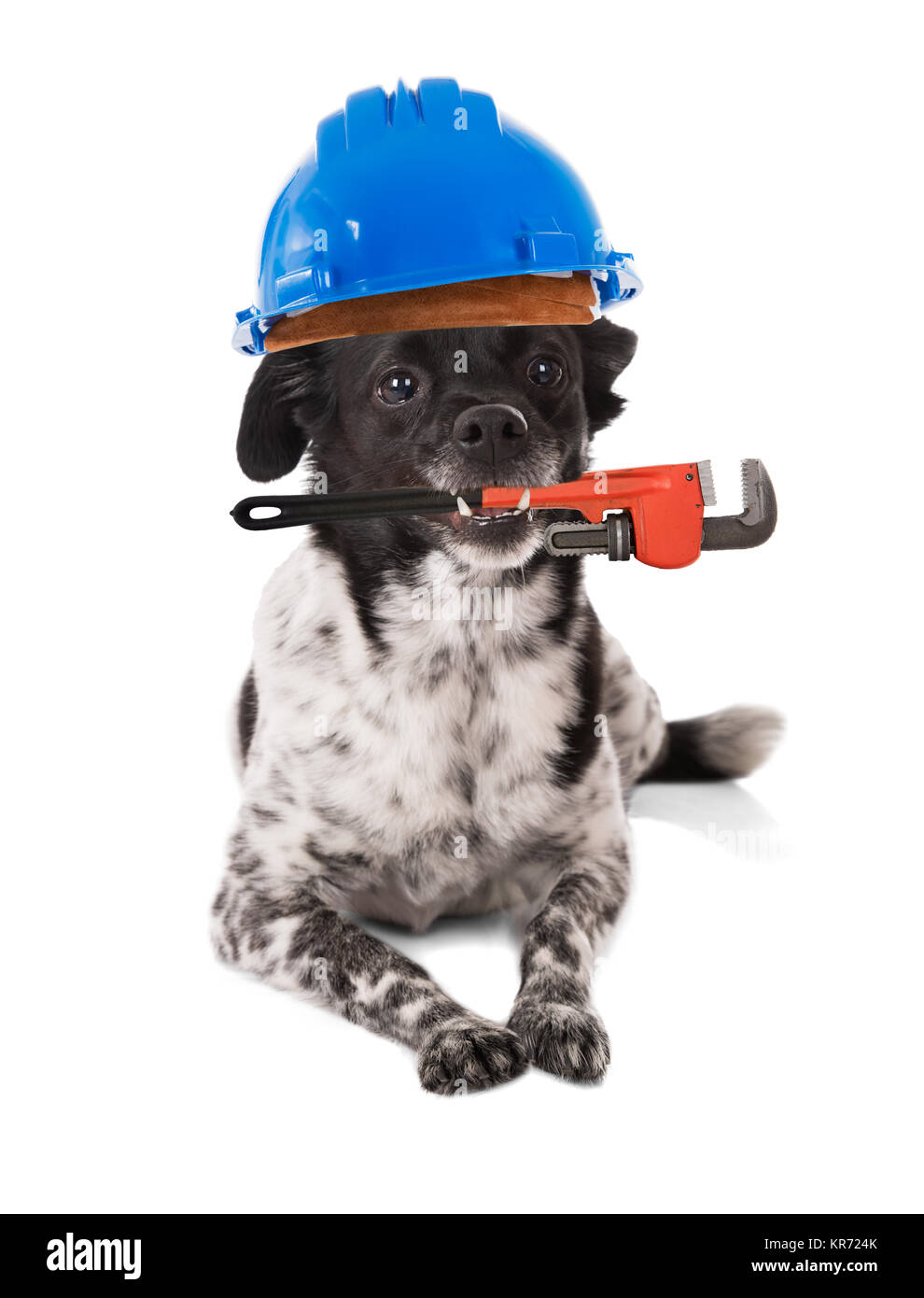 Bizarre dog and nobody Cut Out Stock Images & Pictures Alamy