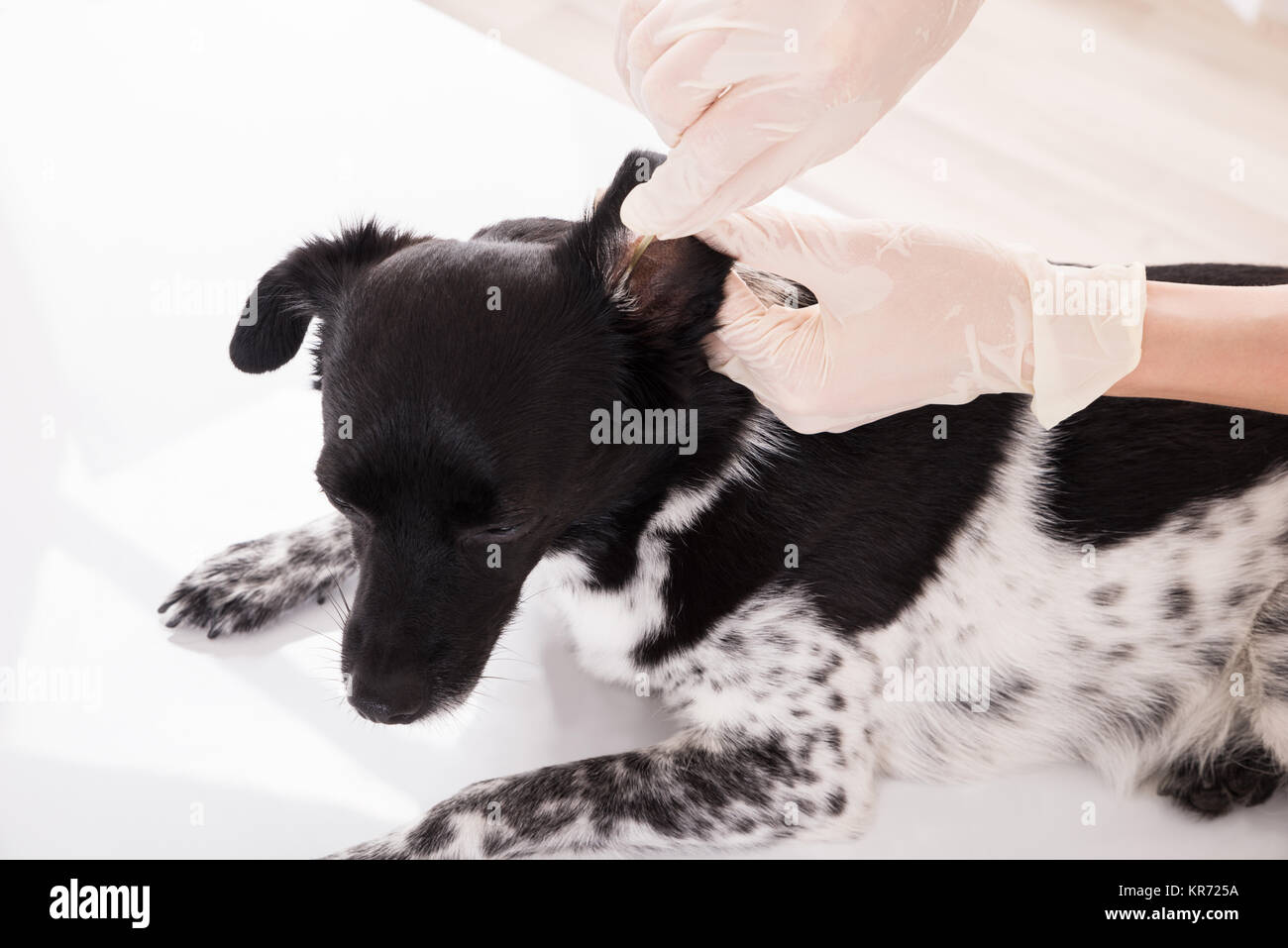 Vet Cleaning Dog's Ear Stock Photo Alamy