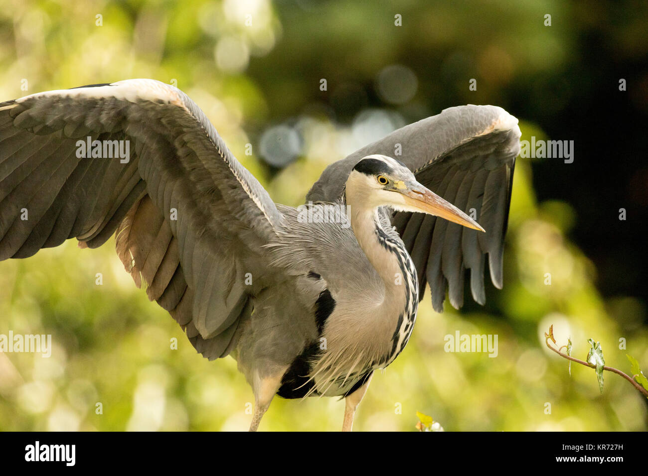 Grey Heron Stretching it's Wings in the grounds of Harewood House,West Yorkshire,England,UK. Stock Photo