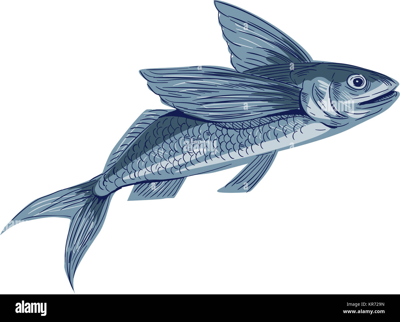 Flying Fish Drawing Stock Photo - Alamy