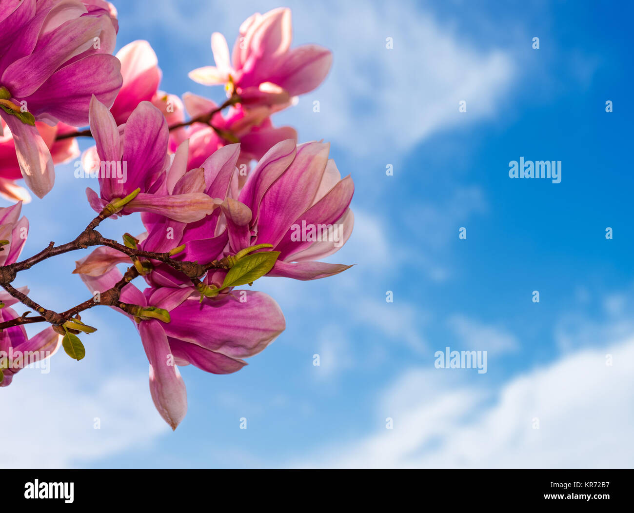 magnolia flowers branch on a blue sky background Stock Photo - Alamy