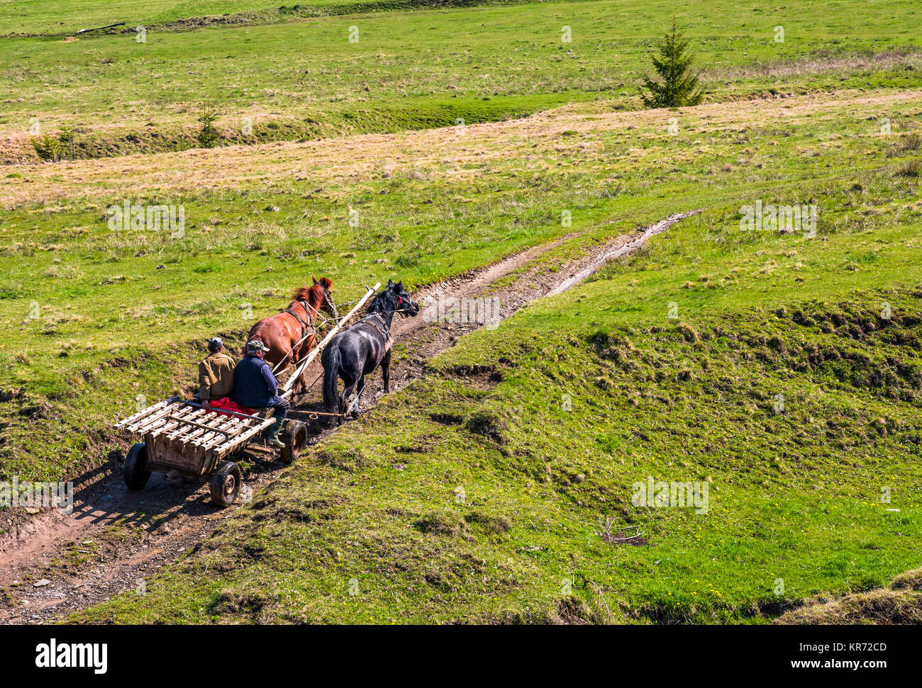 Pylypets, Ukraine - May 01, 2017: traffic in mountainous rural area in summer. wooden cart with two horses and two men ridge uphill the grassy slope Stock Photo