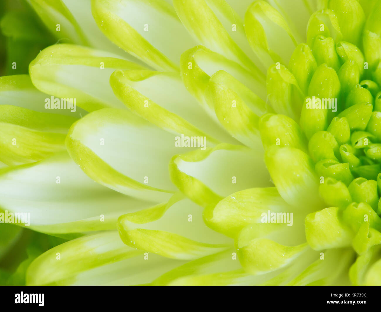 Detail of Lime Green Chrysanthemum Flower Square Backround Stock Photo