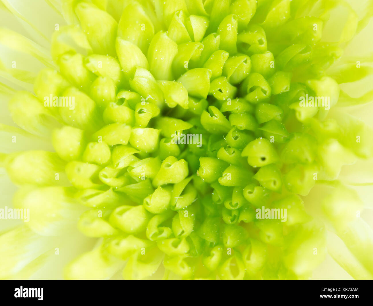 Detail of Lime Green Chrysanthemum Flower Square Backround Stock Photo
