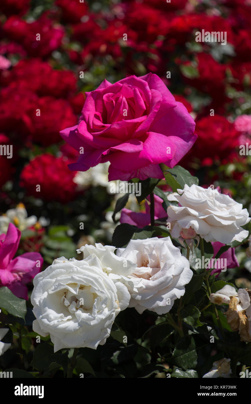 Blooming beautiful colorful roses in the garden background Stock Photo ...