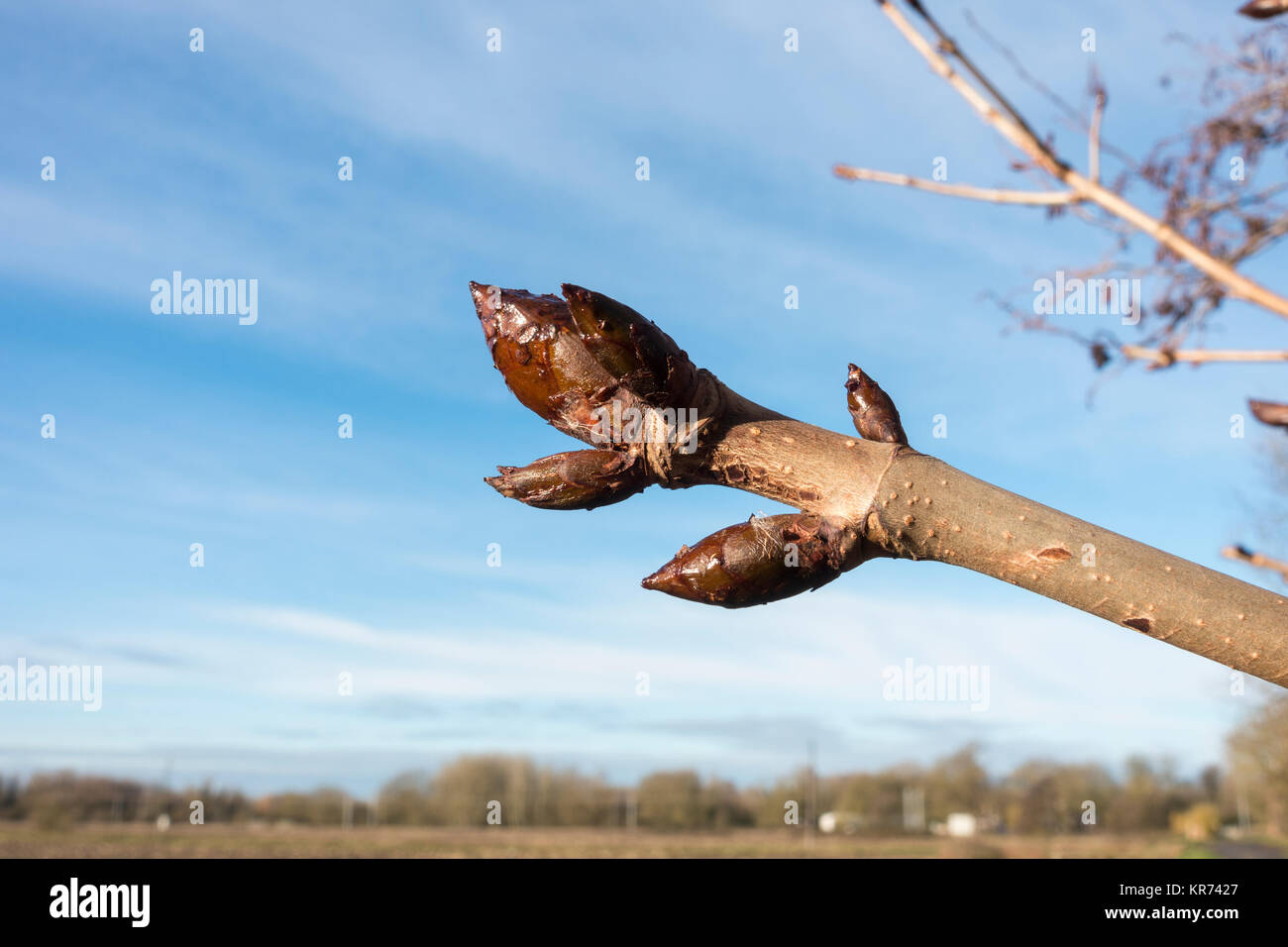 Sticky buds of Horse Chestnut tree Stock Photo Alamy