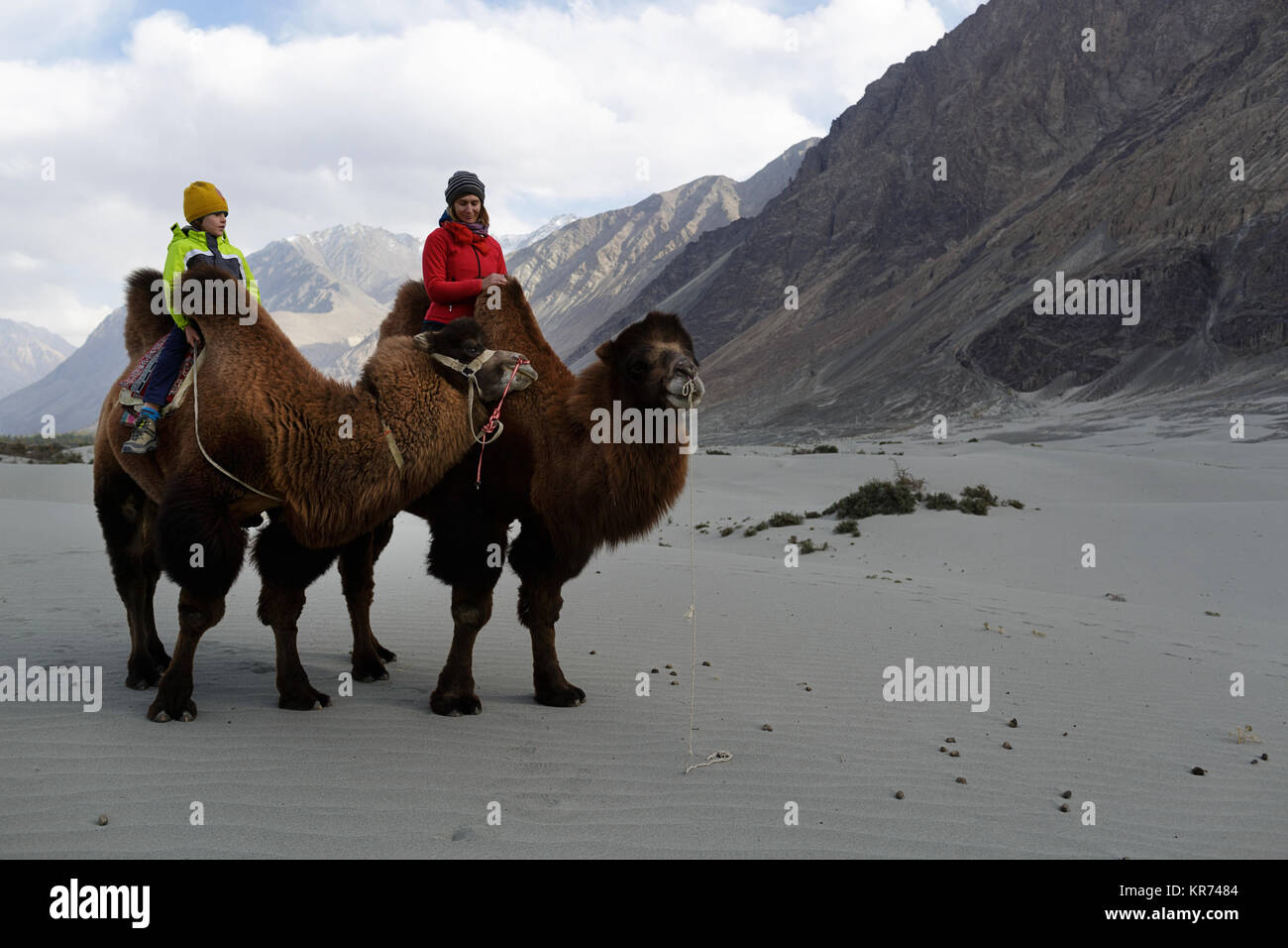 Mother and son riding double hump camels and crossing the desert in the Nubra valley, Ladakh, Jammu and Kashmir, India Stock Photo