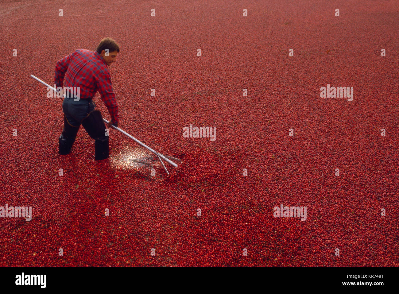Brian Wilson harvesting cranberries in East Wareham, MA USA Stock Photo