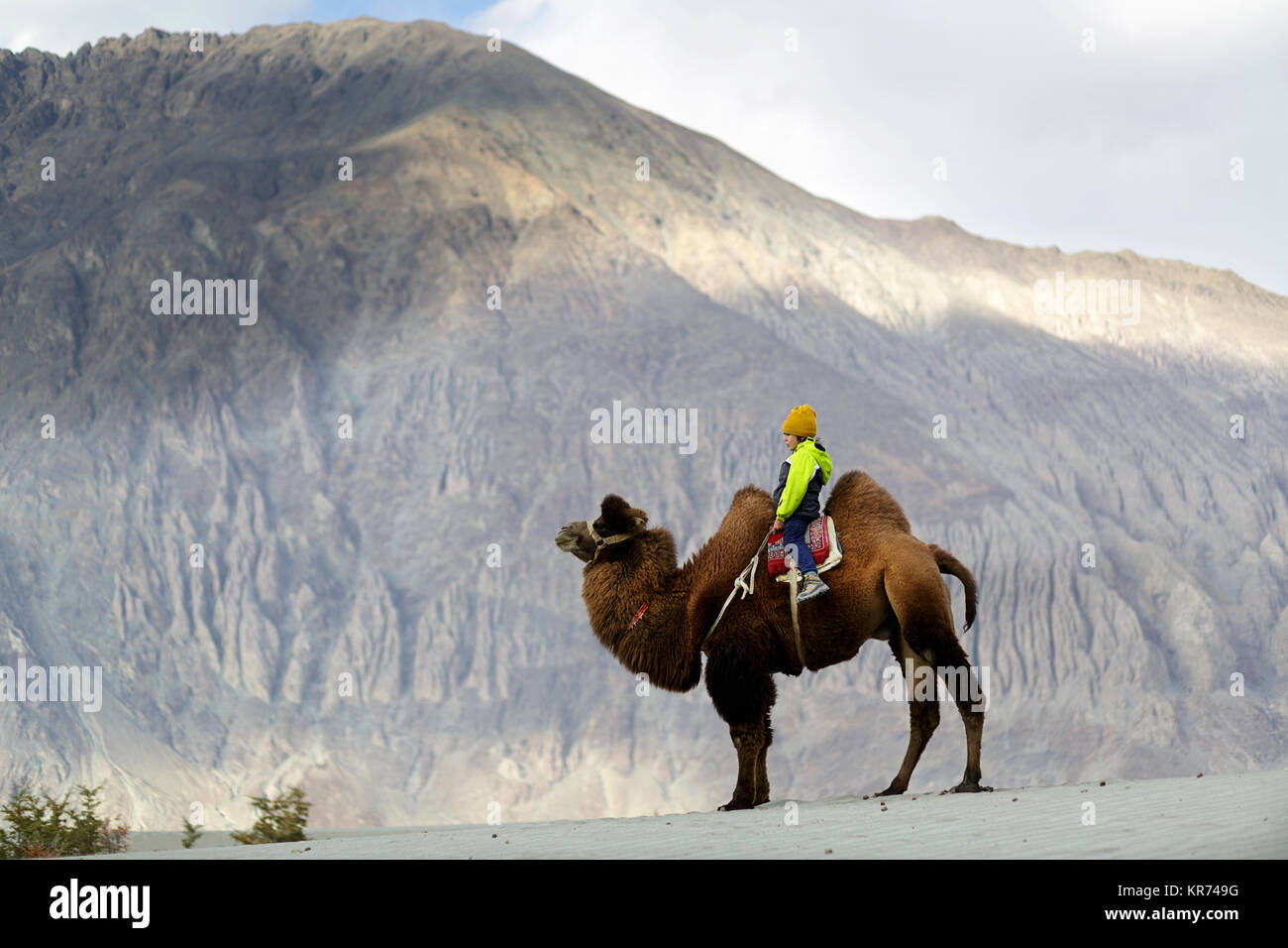 Young western boy riding double hump camel and crossing the desert in the Nubra valley, Ladakh, Jammu and Kashmir, India Stock Photo