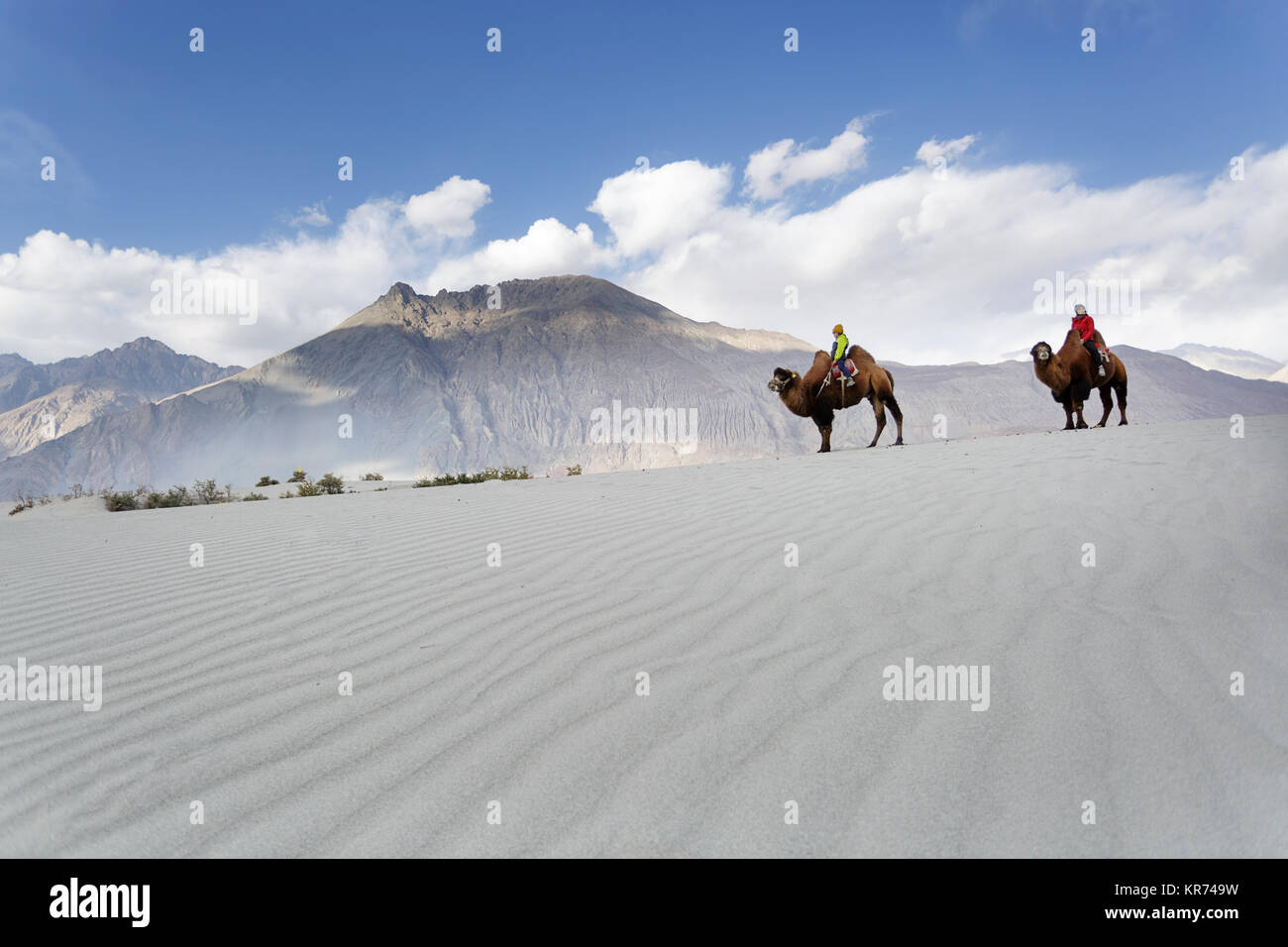 Mother and son riding double hump camels and crossing the desert in the Nubra valley, Ladakh, Jammu and Kashmir, India Stock Photo